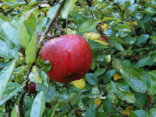 Apfel mit Tau